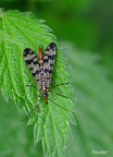 Gemeine Skorpionsfliege (Panorpa communis)